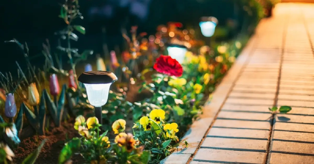 Colorful garden flowers illuminated by a solar path light at dusk. The low-intensity light is typically not strong enough to harm the plants or disrupt their growth cycle.