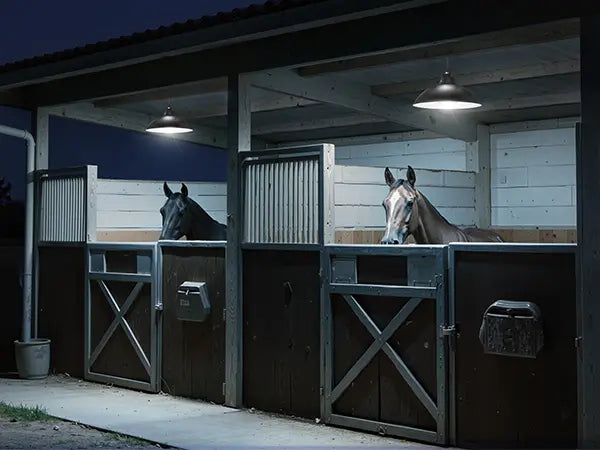 Two horses in their stalls inside a barn, safely and brightly lit by two overhead solar pendant lights, ideal for agricultural buildings.