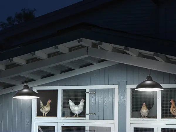 A clean and well-lit chicken coop at night, using two solar-powered pendant lights to provide essential illumination for the birds.