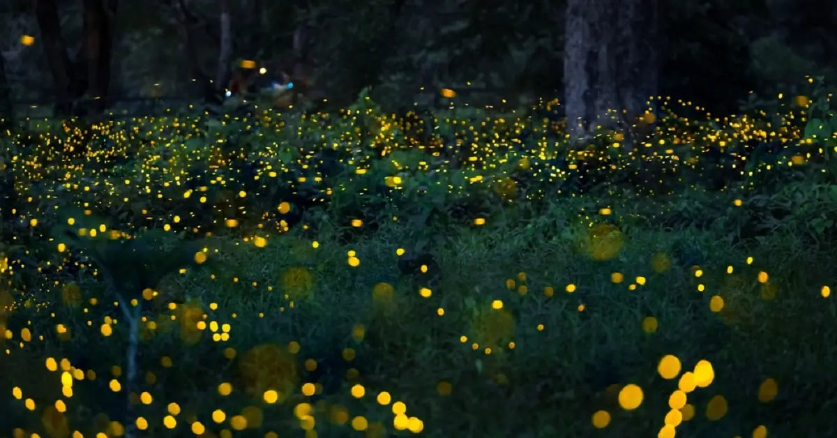 Mass-swarm-of-glowing-fireflies-in-dark-forest-grass-natural-night-insect-ecosystem-harmed-by-bright-solar-garden-lighting